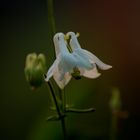 Aquilegia vulgaris