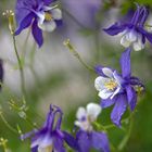 Aquilegia vulgaris