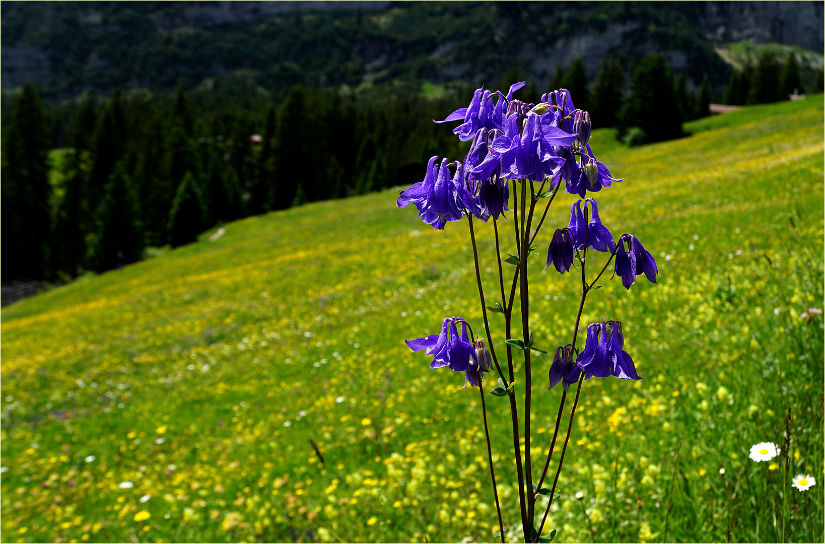 Aquilegia vulgaris