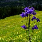 Aquilegia vulgaris