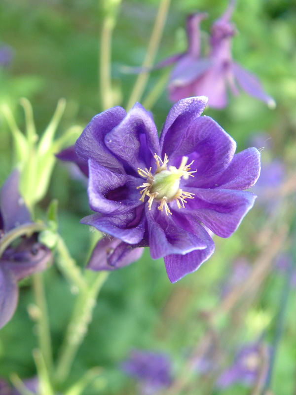 Aquilegia vulgaris