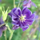 Aquilegia vulgaris