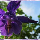 Aquilegia vulgaris...