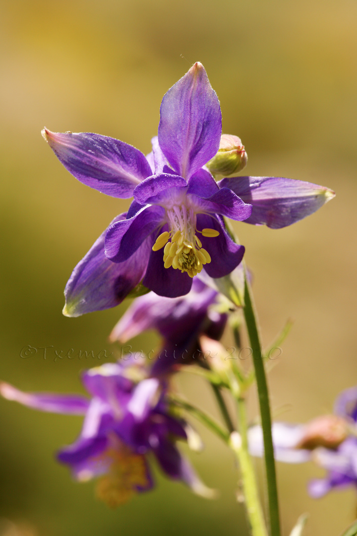 Aquilegia vulgaris