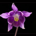 Aquilegia vulgaris