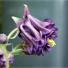 Aquilegia vulgaris...