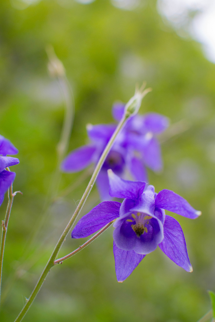 Aquilegia vulgaris