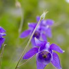 Aquilegia vulgaris