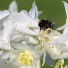 Aquilegia vulgaris Alba