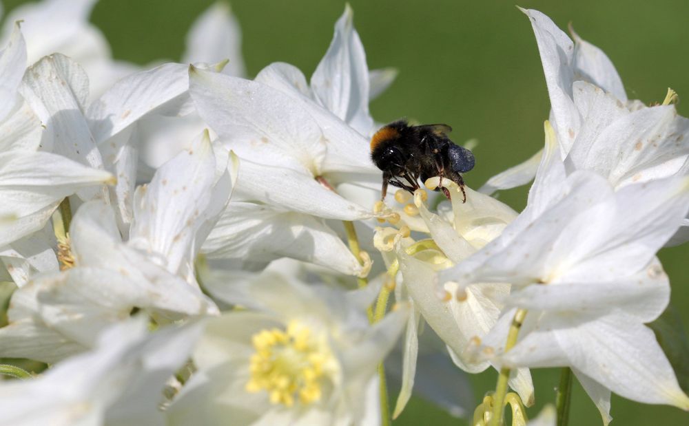 Aquilegia vulgaris Alba