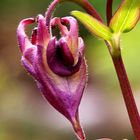 Aquilegia vulgaris