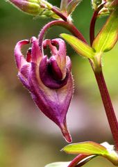 Aquilegia vulgaris