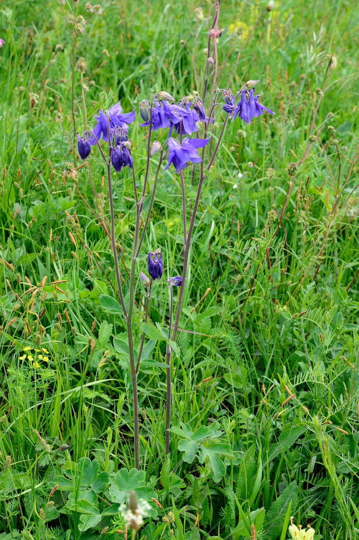 Aquilegia vulgaris (Gewöhnliche Akelei)