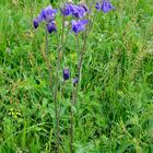 Aquilegia vulgaris (Gewöhnliche Akelei)