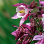 Aquilegia vulgaris L. 01 (gemeine akelei)