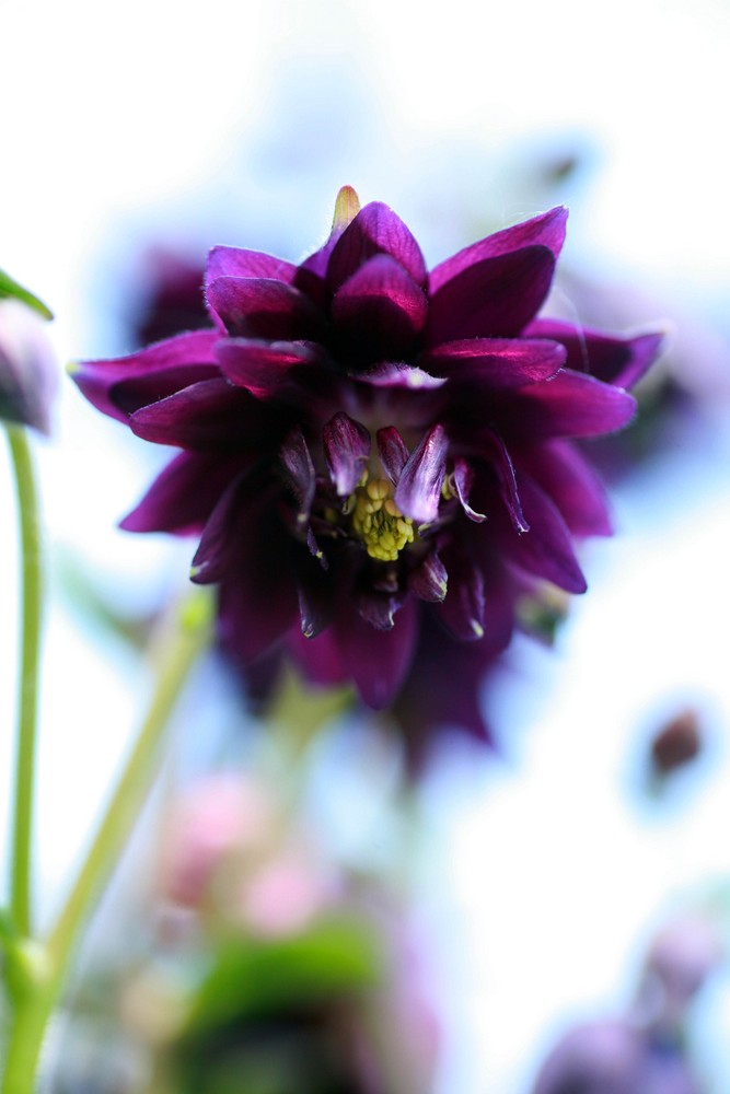 Aquilegia vulgaris L. 02 (gemeine akelei)