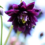 Aquilegia vulgaris L. 02 (gemeine akelei)