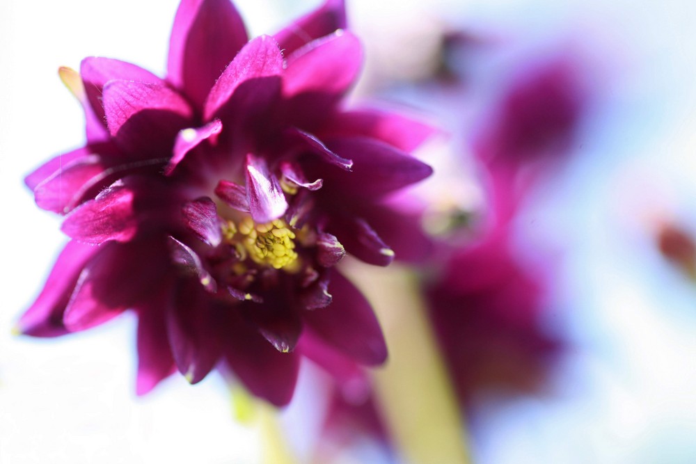 Aquilegia vulgaris L. 03 (gemeine akelei)