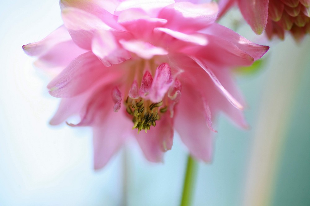 Aquilegia vulgaris L. 04 (gemeine akelei)