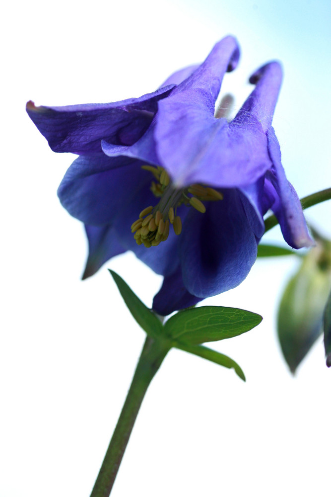 Aquilegia vulgaris L. 05 (gemeine akelei)