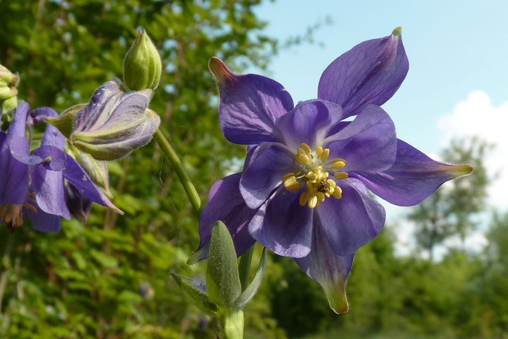 Aquilegia vulgaris L. (Ancolie commune)