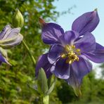 Aquilegia vulgaris L. (Ancolie commune)