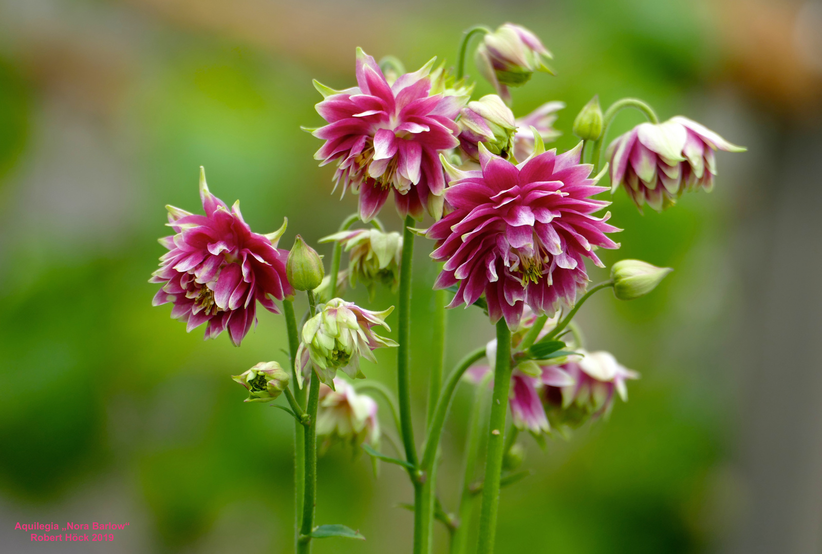 Aquilegia vulgaris var. stellata "Nora Barlow" - gefüllte spornlose Akelei - Ancolie