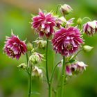 Aquilegia vulgaris var. stellata "Nora Barlow" - gefüllte spornlose Akelei - Ancolie