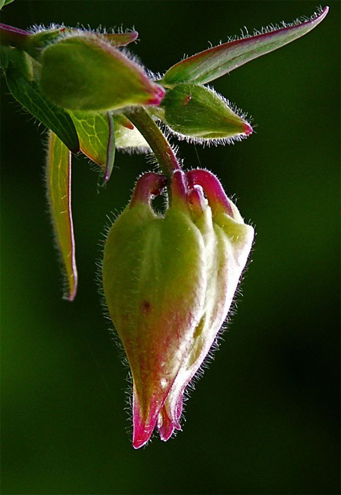 Aquilegia vulgaris white