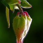 Aquilegia vulgaris white