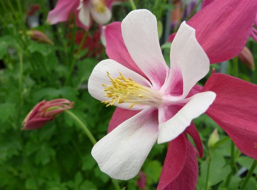 .aquilegia2.