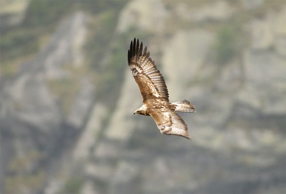 Aquilq reale (Aquila chrysaetos)