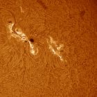 AR11429 in H-Alpha