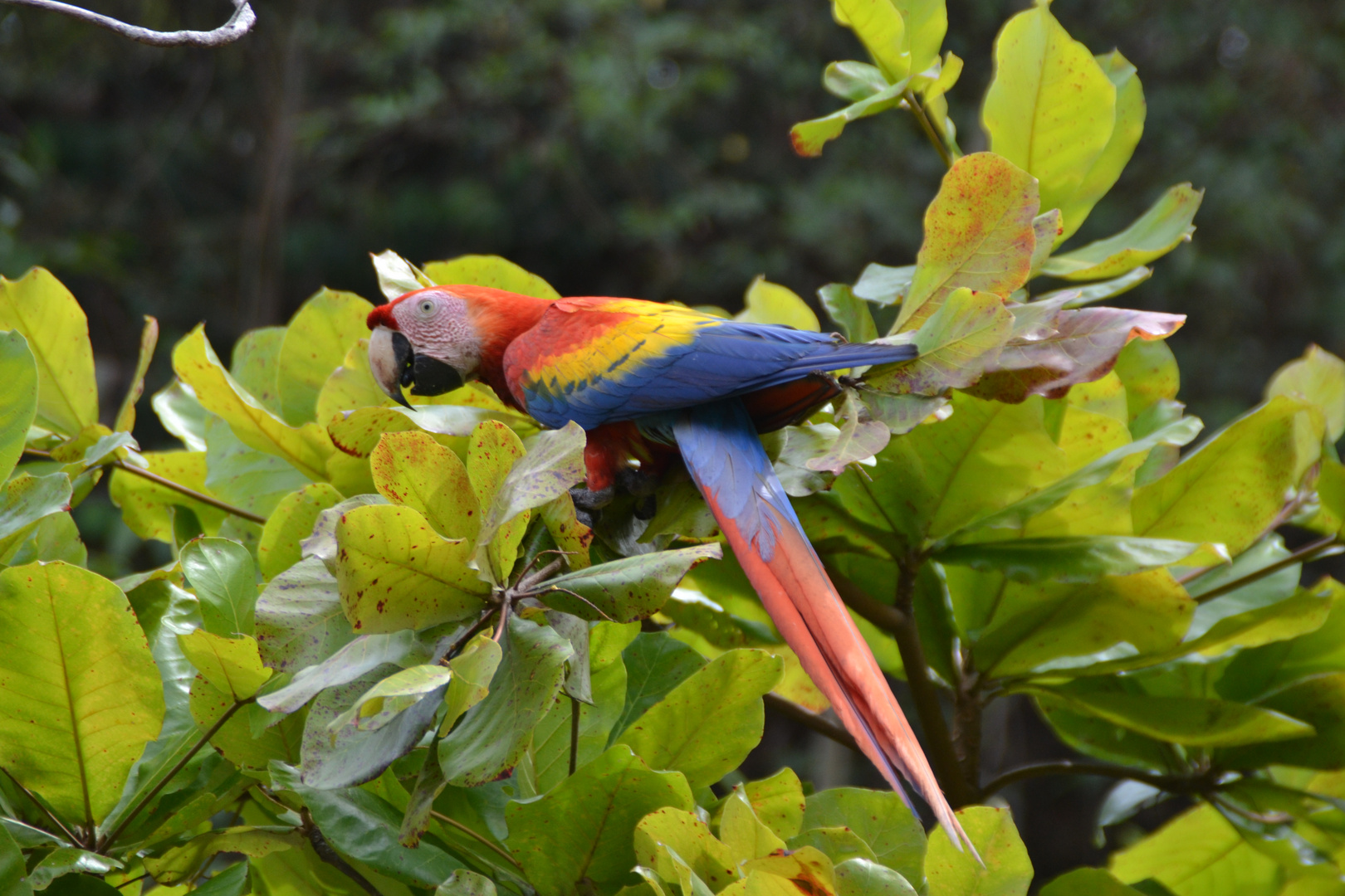 Ara Foto & Bild tiere, wildlife, wild lebende vögel Bilder auf
