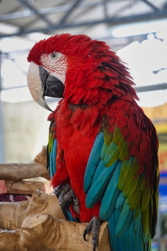 Ara Foto & Bild tiere, haustiere, vögel Bilder auf