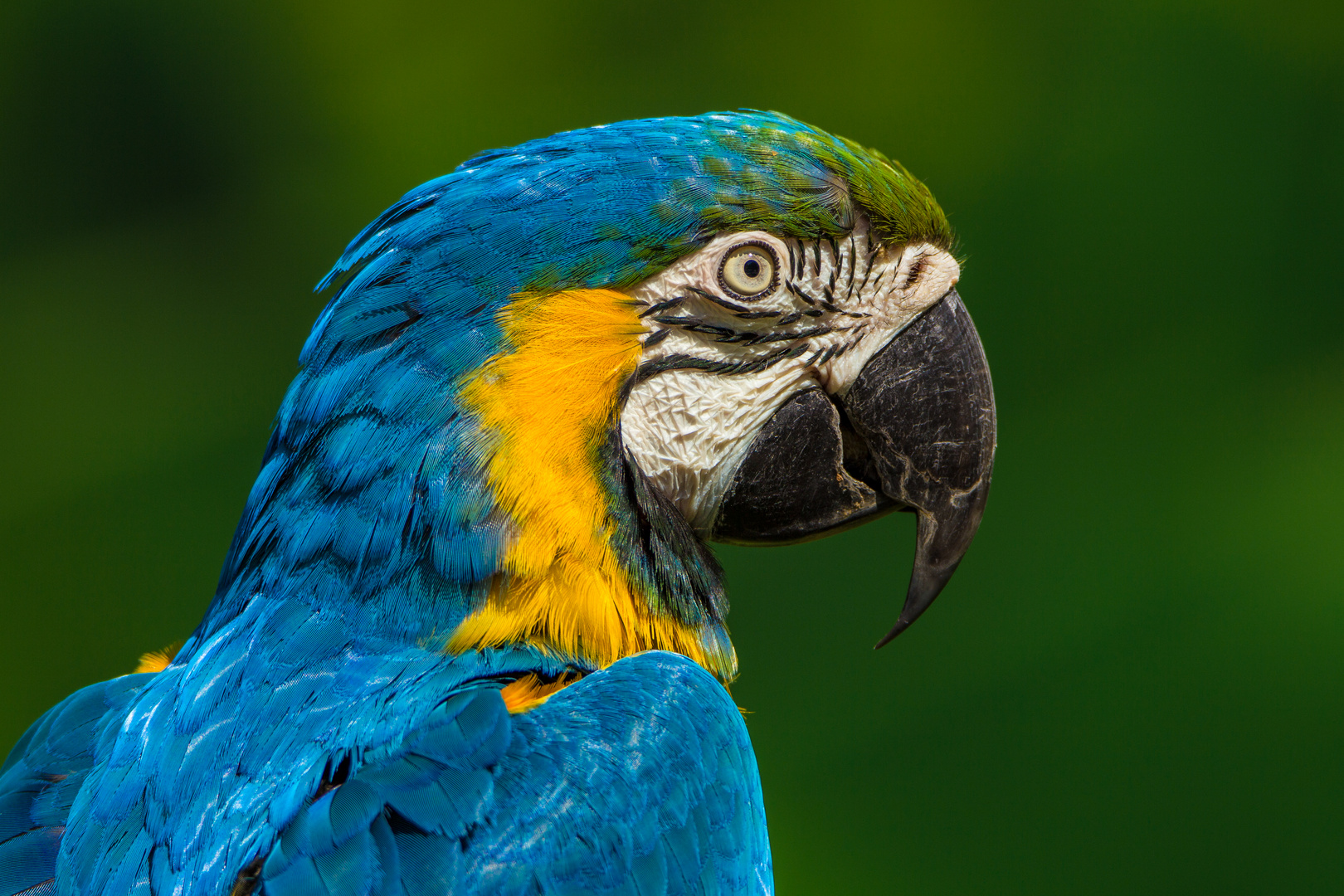 Ara Foto & Bild | tiere, zoo, wildpark & falknerei, vögel Bilder auf