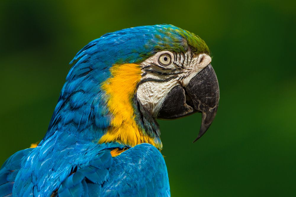 Ara Foto & Bild | tiere, zoo, wildpark & falknerei, vögel Bilder auf