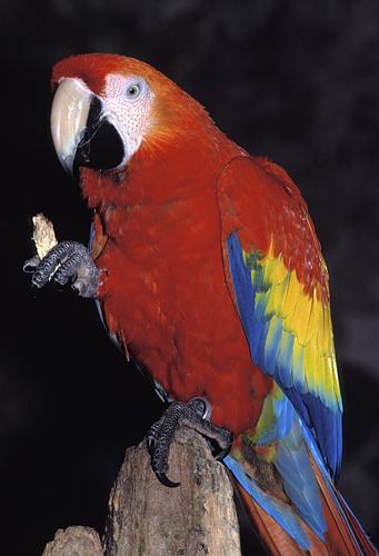 Ara, Allwetterzoo Münster