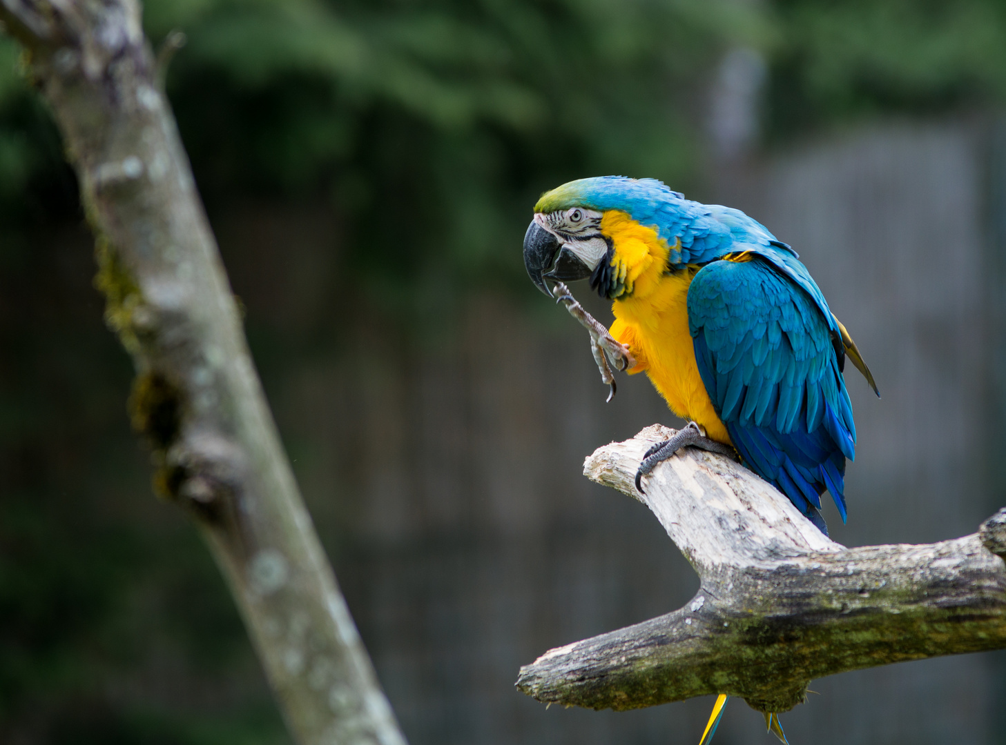 Ara ararauna Foto & Bild tiere, zoo, wildpark & falknerei, vögel