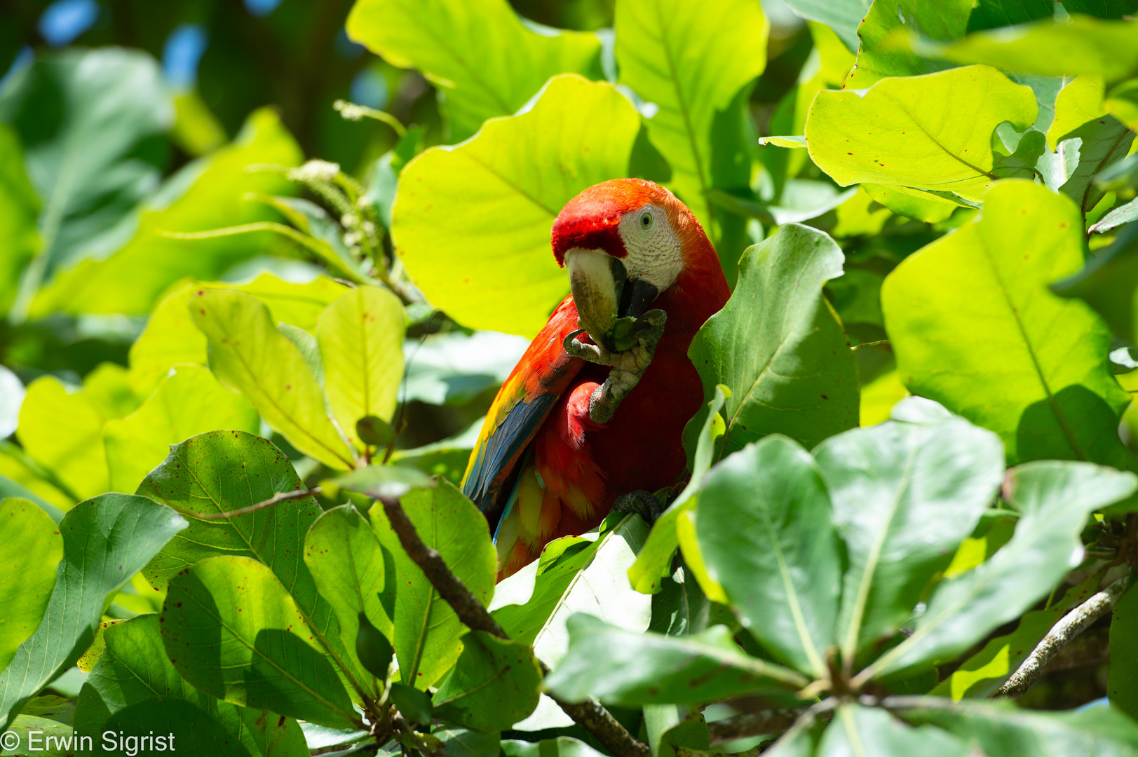 Ara auf der Corcovado Halbinsel - Costa Rica