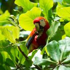 Ara auf der Corcovado Halbinsel - Costa Rica