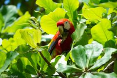 Ara auf der Corcovado Halbinsel - Costa Rica