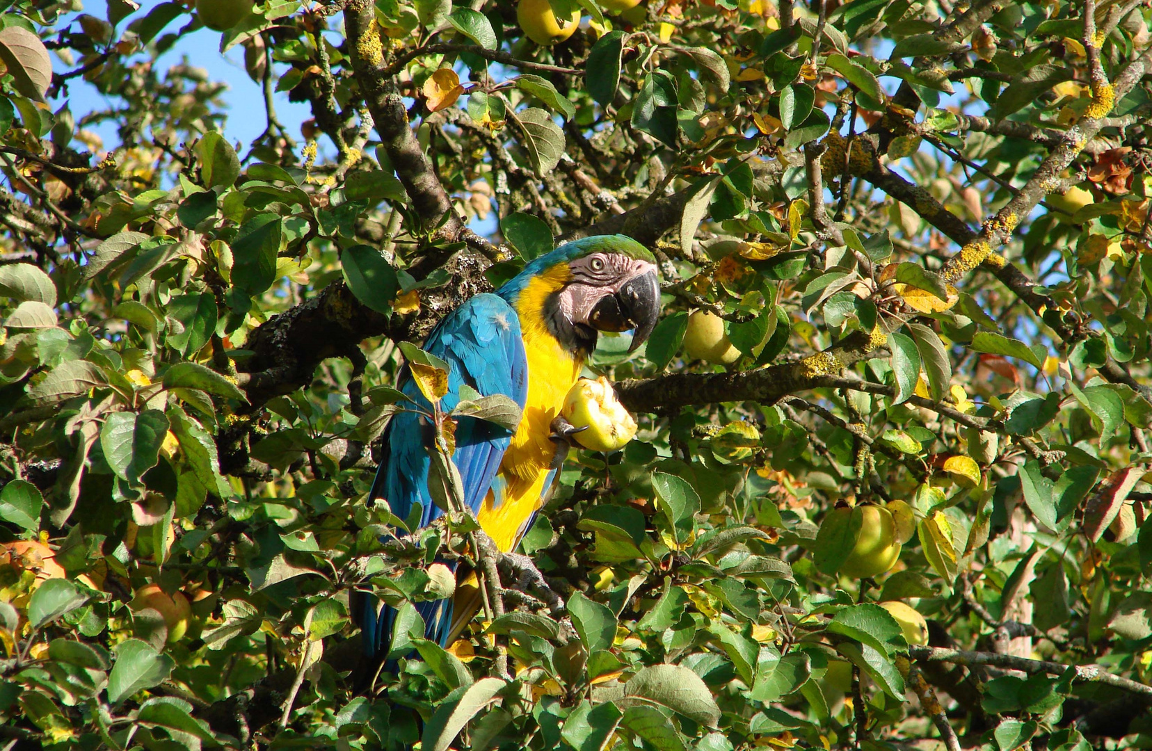 Ara bleu (Ara ararauna)