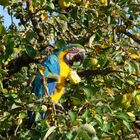 Ara bleu (Ara ararauna)