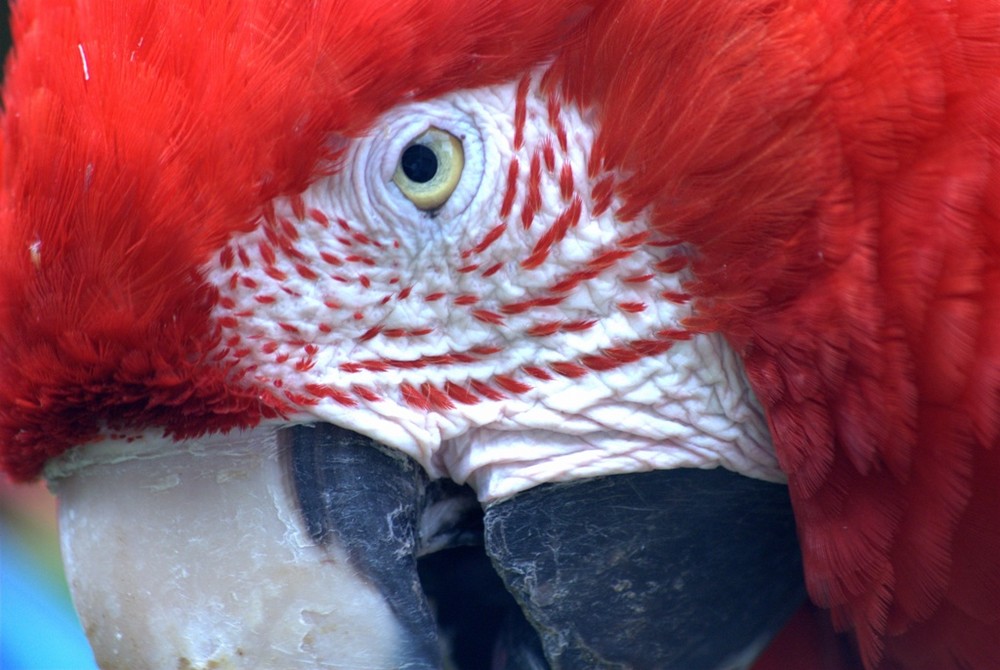 Ara chloroptera Guacamayo Rojo de Alas Verdes