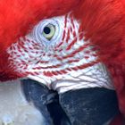 Ara chloroptera Guacamayo Rojo de Alas Verdes