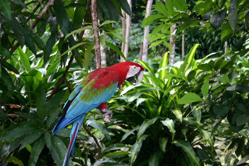 Ara En Forêt Amazonienne Photo Et Image Animaux Animaux