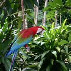 Ara en forêt amazonienne