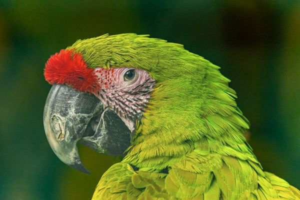 ARA ..... Farbenrausch grün