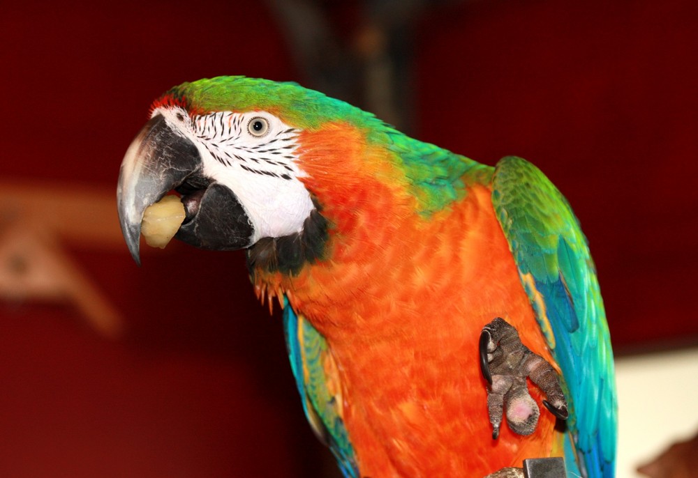 Ara Hybrid Foto & Bild | tiere, zoo, wildpark & falknerei, vögel Bilder